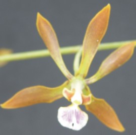 Encyclia aenicta